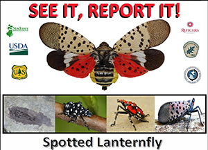spotted lanternflyx300